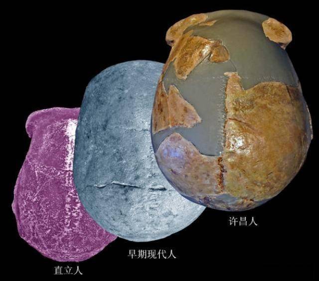 河南出土一史前頭骨考古發現令人不解中國人是中歐混血後代