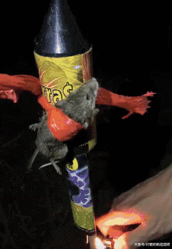 搞笑gif: 我藏起来了,他怎么发现我的