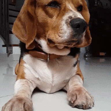 搞笑gif: 这就是我一直不想养二哈的原因 - 360娱乐,你开心就好