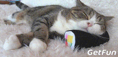 也许,猫猫想独自一人去喵星球吧!