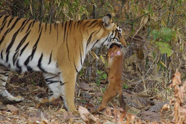 猫科和犬科 谁是大自然的王者 360娱乐