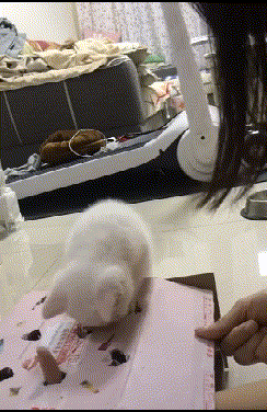 搞笑GIF: 放手是不可能放手的, 这辈子都不会放了, 做我女朋友吧 - 360娱乐,你开心就好