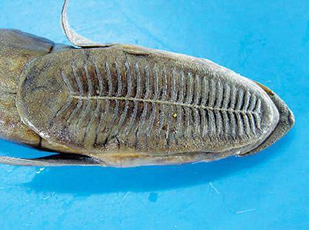 动物世界之最最大的蜗牛最懒的鱼最大的牛