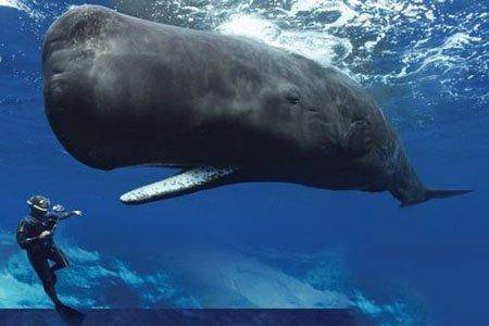 龙王鲸到底是什么物种 真的是龙的近亲吗? 