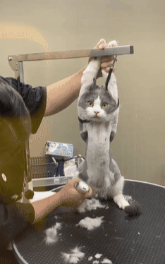 主人给猫咪剃毛猫咪以后没脸见人了