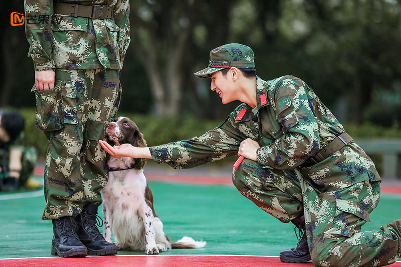 芒果tv《奇兵神犬》高萌幼犬亮相,杨烁姜潮遇丢犬危机张馨予"艾勒薇斯