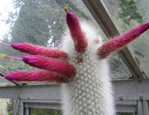 全球十大奇怪植物植物上的红唇