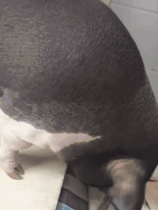 搞笑gif这才是有灵魂的拍黄瓜