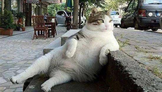 沙雕猫咪们的奇葩行为,这养的还是猫么? - 360娱乐,你开心就好