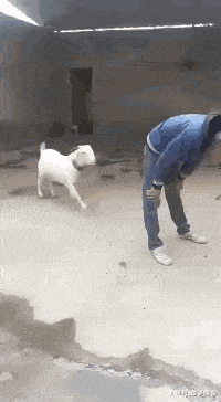 搞笑gif这就是信任山羊跳就是这么来的吧