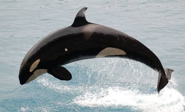 虎鲸把鲨鱼当饭吃为什么却几乎不攻击人类看完才明白