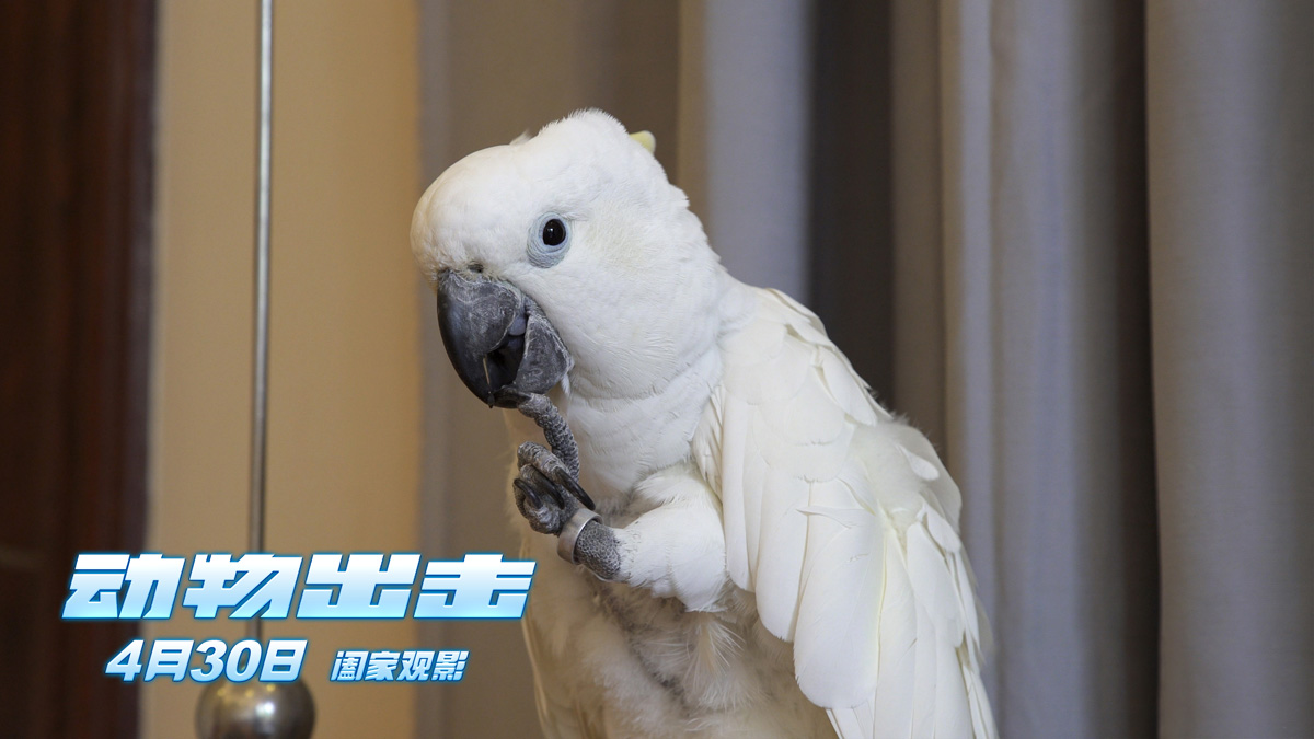 动物出击曝宠宠欲动版预告惊险逗趣