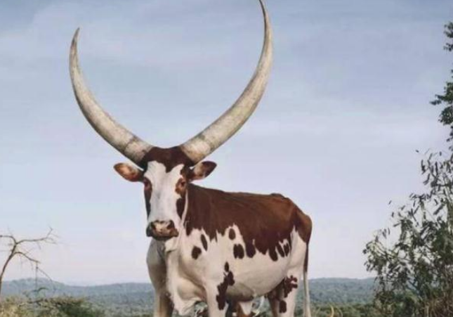 非洲养出霸气牛魔王光犄角就2米长最高身价200多万