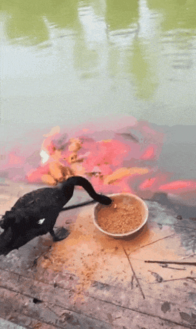 搞笑gif趣图: 一言不合就开始尬舞的印度 - 360娱乐,你开心就好