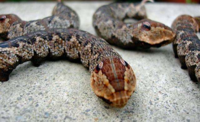 都是虫子,它们身上长着奇特的花纹,头上有双大眼睛,就像蛇的脑袋一样