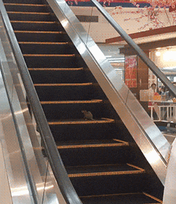 搞笑GIF: 小哥,你再这样,估计一会儿他们就不打球,专打你了 - 360娱乐,你开心就好