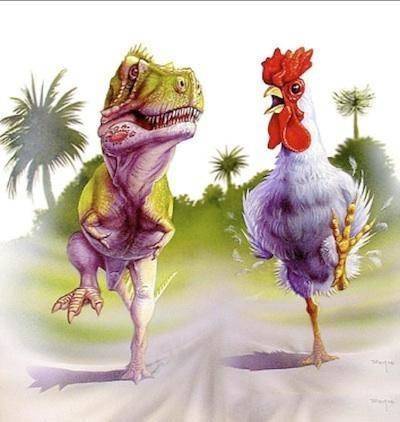 鸡的祖先进化图图片