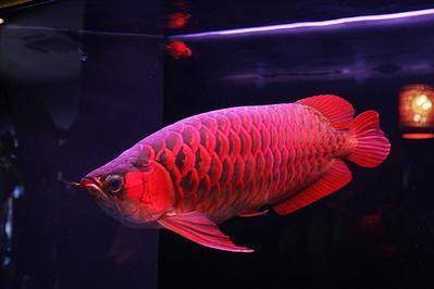 男子钓到一条血红色的鱼剖开鱼肚子后悔恨不已