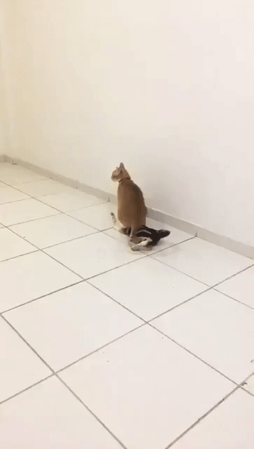 搞笑gif:又湿又冷的感觉瞬间流出来 - 360娱乐,你开心就好