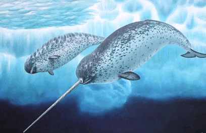 中国美術 時代物 老獨角鯨 歯牙 一角鯨 本鼈甲 杖 本物/長さ約90cm 中国美術 時代物 老獨角鯨 歯牙 一角鯨 本鼈甲 杖 本物/長さ