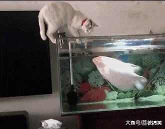 搞笑GIF:敢打我的主意,看我不把你顶下去! - 360娱乐,你开心就好