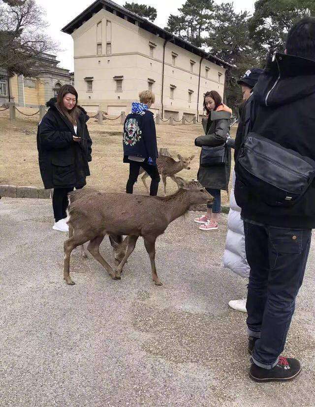 网友公园喂鹿遇到鹿晗和关晓彤 王思聪大年三十酒吧过节 美女簇拥 360娱乐