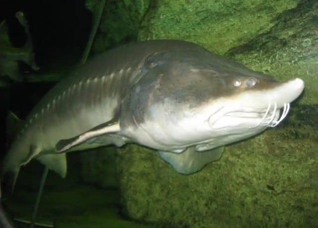 名為鰉魚,鰉魚作為一種歷史悠久的淡水魚,在體型方面也是魚中之王