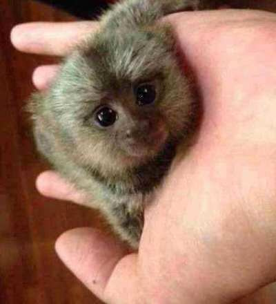 世界上最小的猴子拇指猴
