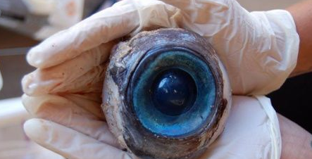 网友:这么神奇的吗!