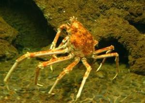 考古发现最古老蜘蛛蟹 确定生活在1亿年前 360娱乐