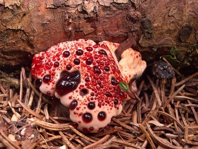 盘点地球上最怪异的几种蘑菇