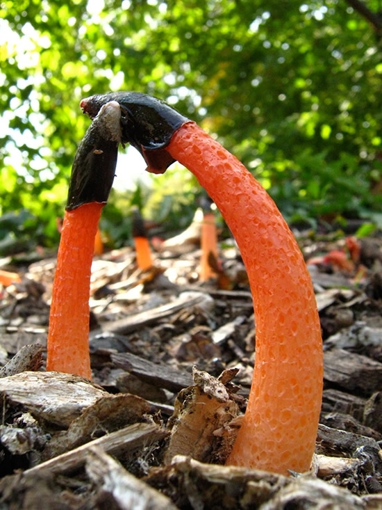 盘点地球上最怪异的几种蘑菇