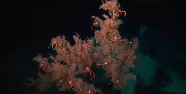 13,一种八射珊瑚14,蛤类?太怪异了!那两个圆孔是嘴巴还是什么?