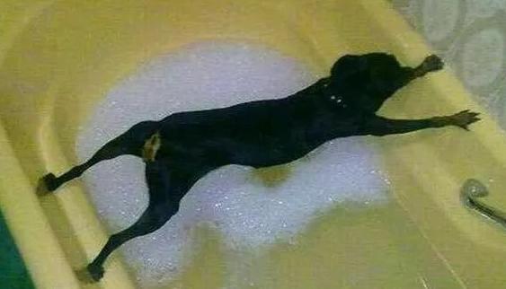 13张狗狗失误的超爆笑合辑萌蠢的让你笑出内伤