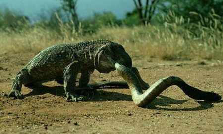 看看这条长蛇在巨蜥面前是何等的不堪一击.