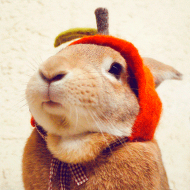 爆笑gif作为吃货最大的悲剧就是根本停不下来