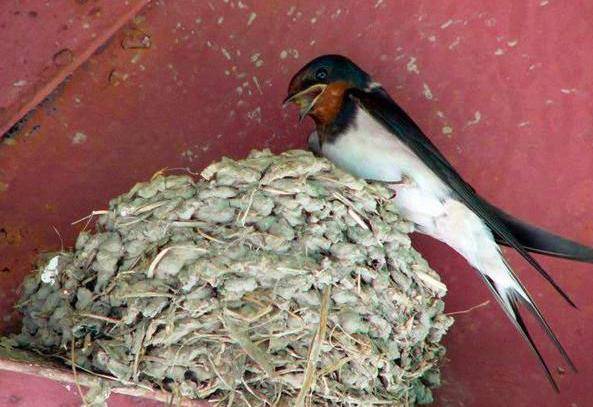 为什么燕子不喜欢和人亲近还要在人类的家里筑巢呢