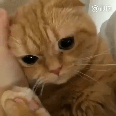 搞笑gif趣图小猫咪一脸的崇拜啊