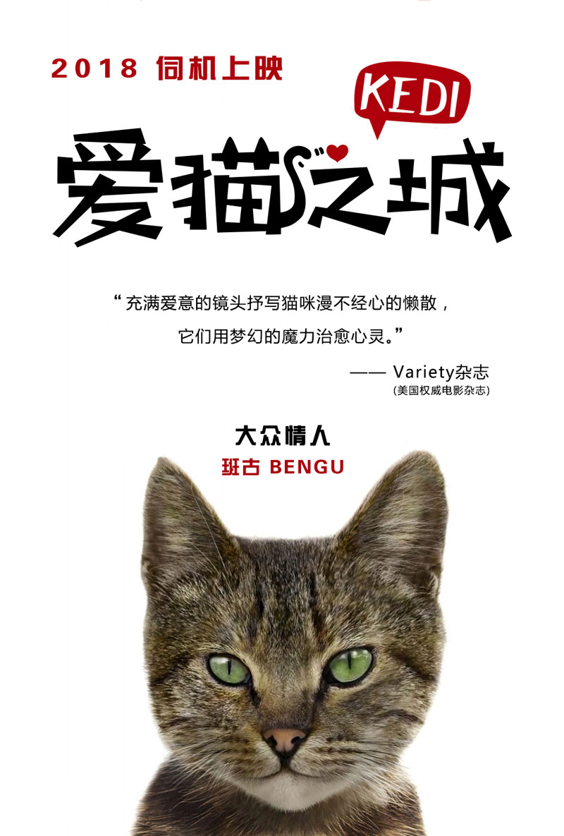 《爱猫之城》曝萌猫角色海报 土耳其七大异域风情猫萌力十足