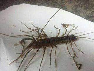 草鞋底子具有一定的毒性在美国却是美味的食物