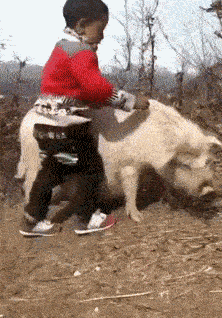 骑猪上高速图片图片