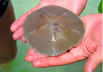 男子询问了一些人得知,这些钱币似的东西是属海胆科的生物,学名叫做"