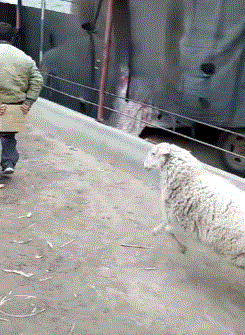 搞笑gif: 多年的腰间盘一下给治好了 - 360娱乐,你开心就好